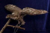 藏品(臺灣松雀鷹)的圖片